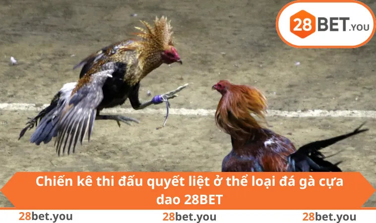 Chiến kê thi đấu quyết liệt ở thể loại đá gà cựa dao 28BET